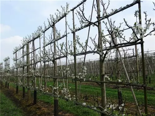 Renekolde 'Reine Claude Verte' - Prunus dom.'Reine Claude Verte' CAC - Formgehölze