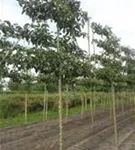 Stadtbirne 'Chanticleer' - Pyrus calleryana 'Chanticleer' CAC - Formgehölze