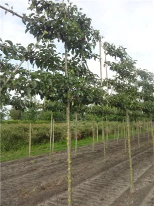 Stadtbirne 'Chanticleer' - Pyrus calleryana 'Chanticleer' CAC - Formgehölze