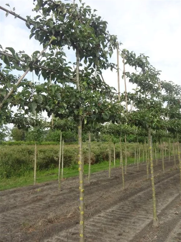 Stadtbirne 'Chanticleer' - Pyrus calleryana 'Chanticleer' CAC - Formgehölze