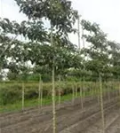 Stadtbirne 'Chanticleer' - Pyrus calleryana 'Chanticleer' CAC - Formgehölze