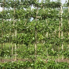 Pyrus calleryana 'Chanticleer' CAC - Formgehölze, mDb Spalier 250x 160 cm Sth. 50 cm 16- 18 Pyrus calleryana 'Chanticleer' CAC - Formgehölze, mDb Spalier 250x 160 cm Sth. 50 cm 16- 18