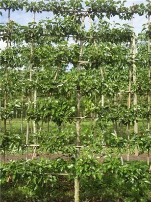 Stadtbirne 'Chanticleer' - Pyrus calleryana 'Chanticleer' CAC - Formgehölze Stadtbirne 'Chanticleer' - Pyrus calleryana 'Chanticleer' CAC - Formgehölze