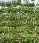 Stadtbirne 'Chanticleer' - Pyrus calleryana 'Chanticleer' CAC - Formgehölze