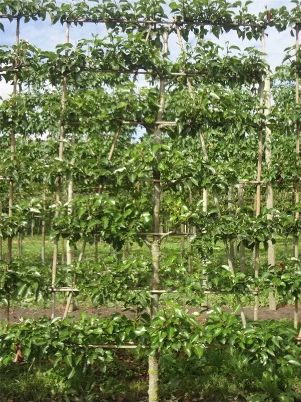 Stadtbirne 'Chanticleer' - Pyrus calleryana 'Chanticleer' CAC - Formgehölze