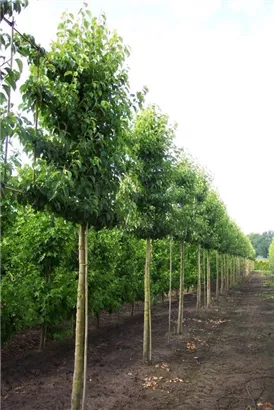 Stadtbirne 'Chanticleer' - Pyrus calleryana 'Chanticleer' CAC - Formgehölze