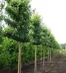 Stadtbirne 'Chanticleer' - Pyrus calleryana 'Chanticleer' CAC - Formgehölze