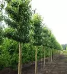 Stadtbirne 'Chanticleer' - Pyrus calleryana 'Chanticleer' CAC - Formgehölze