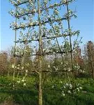 Stadtbirne 'Chanticleer' - Pyrus calleryana 'Chanticleer' CAC - Formgehölze