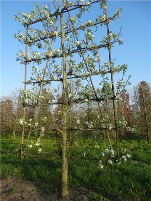 Stadtbirne 'Chanticleer' - Pyrus calleryana 'Chanticleer' CAC - Formgehölze