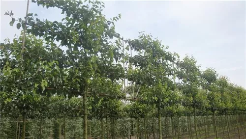 Stadtbirne 'Chanticleer' - Pyrus calleryana 'Chanticleer' CAC - Formgehölze