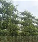 Stadtbirne 'Chanticleer' - Pyrus calleryana 'Chanticleer' CAC - Formgehölze