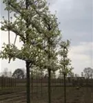 Stadtbirne 'Chanticleer' - Pyrus calleryana 'Chanticleer' CAC - Formgehölze