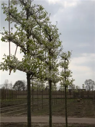 Stadtbirne 'Chanticleer' - Pyrus calleryana 'Chanticleer' CAC - Formgehölze