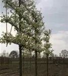 Stadtbirne 'Chanticleer' - Pyrus calleryana 'Chanticleer' CAC - Formgehölze