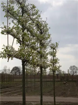Stadtbirne 'Chanticleer' - Pyrus calleryana 'Chanticleer' CAC - Formgehölze