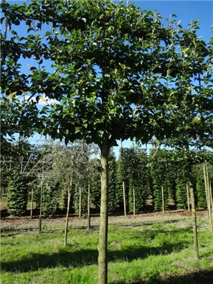 Stadtbirne 'Chanticleer' - Pyrus calleryana 'Chanticleer' CAC - Formgehölze