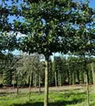 Stadtbirne 'Chanticleer' - Pyrus calleryana 'Chanticleer' CAC - Formgehölze