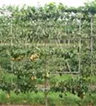 Birne 'Conference' mittel - Pyrus com.'Conference' CAC - Formgehölze