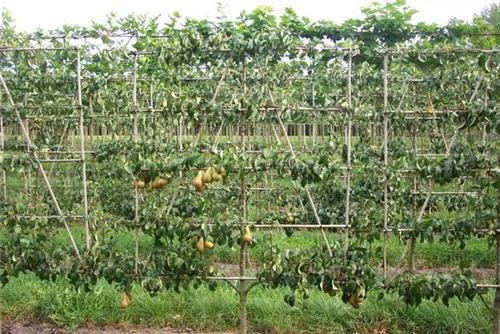 Birne 'Conference' mittel - Pyrus com.'Conference' CAC - Formgehölze