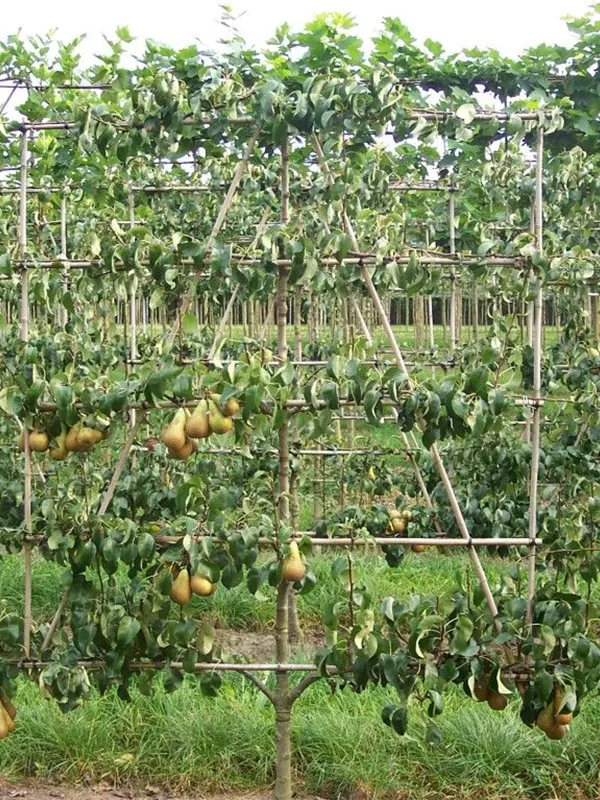 Birne 'Conference' mittel - Pyrus com.'Conference' CAC - Formgehölze