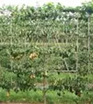 Birne 'Conference' mittel - Pyrus com.'Conference' CAC - Formgehölze
