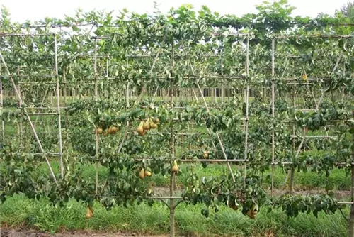 Birne 'Conference' mittel - Pyrus com.'Conference' CAC - Formgehölze