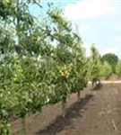 Birne 'Conference' mittel - Pyrus com.'Conference' CAC - Formgehölze