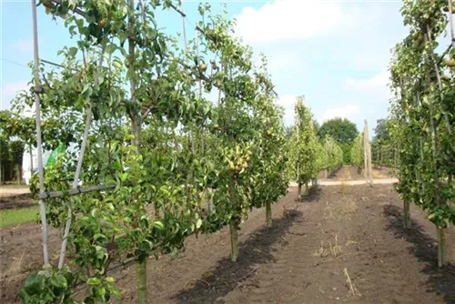 Birne 'Conference' mittel - Pyrus com.'Conference' CAC - Formgehölze