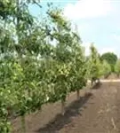 Birne 'Conference' mittel - Pyrus com.'Conference' CAC - Formgehölze