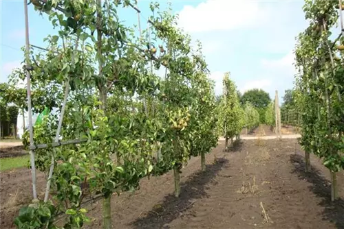 Birne 'Conference' mittel - Pyrus com.'Conference' CAC - Formgehölze