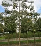 Birne 'Conference' mittel - Pyrus com.'Conference' CAC - Formgehölze