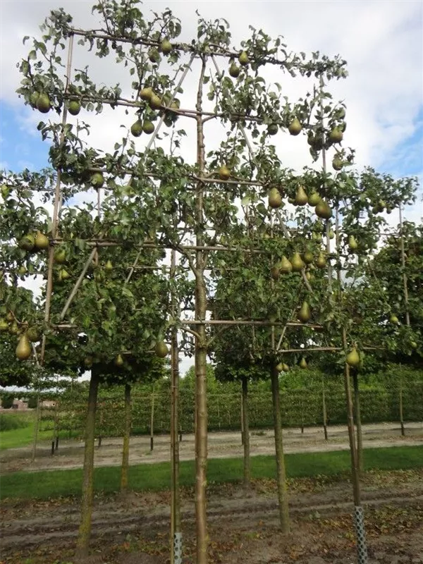 Birne 'Conference' mittel - Pyrus com.'Conference' CAC - Formgehölze