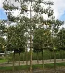 Birne 'Conference' mittel - Pyrus com.'Conference' CAC - Formgehölze