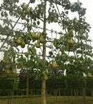 Birne 'Conference' mittel - Pyrus com.'Conference' CAC - Formgehölze