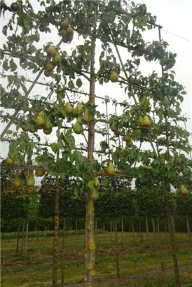 Birne 'Conference' mittel - Pyrus com.'Conference' CAC - Formgehölze