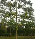 Birne 'Conference' mittel - Pyrus com.'Conference' CAC - Formgehölze