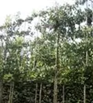 Birne 'Conference' mittel - Pyrus com.'Conference' CAC - Formgehölze