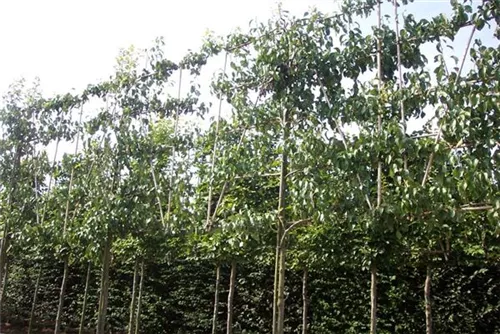 Birne 'Conference' mittel - Pyrus com.'Conference' CAC - Formgehölze