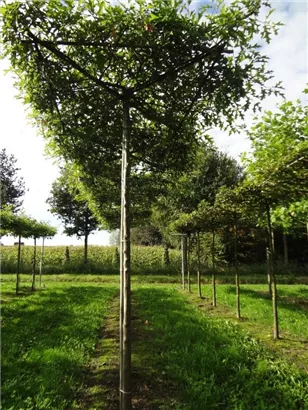 Sumpf-Eiche - Quercus palustris - Formgehölze