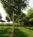 Sumpf-Eiche - Quercus palustris - Formgehölze