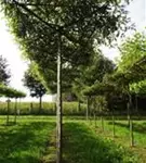 Sumpf-Eiche - Quercus palustris - Formgehölze