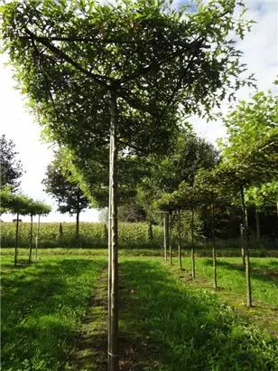 Sumpf-Eiche - Quercus palustris - Formgehölze