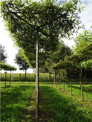 Sumpf-Eiche - Quercus palustris - Formgehölze