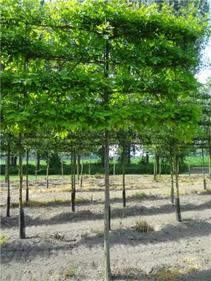 Sumpf-Eiche - Quercus palustris - Formgehölze