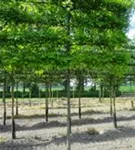 Sumpf-Eiche - Quercus palustris - Formgehölze