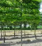 Sumpf-Eiche - Quercus palustris - Formgehölze