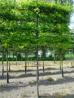 Sumpf-Eiche - Quercus palustris - Formgehölze