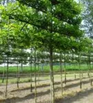 Sumpf-Eiche - Quercus palustris - Formgehölze