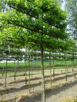 Sumpf-Eiche - Quercus palustris - Formgehölze